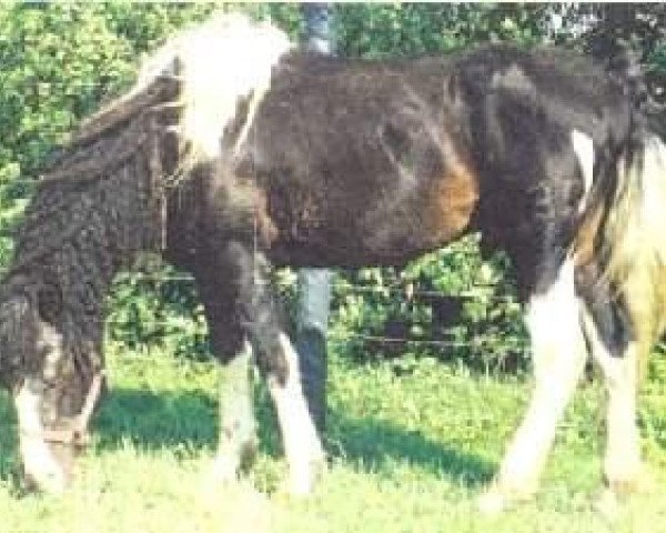 stallion Peter Paint (American Bashkir Curly Horses, 1982, from Peacock D)