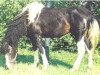 Deckhengst Peter Paint (American Bashkir Curly Horses, 1982, von Peacock D)