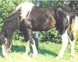 Deckhengst Peter Paint (American Bashkir Curly Horses, 1982, von Peacock D)