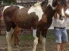 stallion Teoc Painted T (American Bashkir Curly Horses, 1989, from Peter Paint)