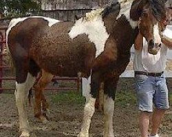 stallion Teoc Painted T (American Bashkir Curly Horses, 1989, from Peter Paint)