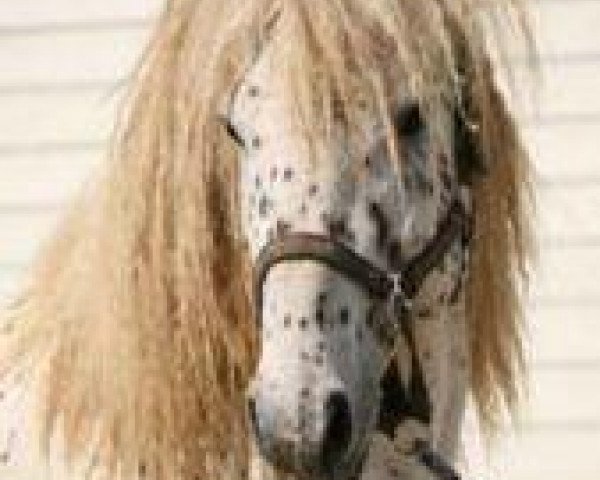 Deckhengst Teoc's Painted Levi (American Bashkir Curly Horses, 2003, von Teoc Painted T)
