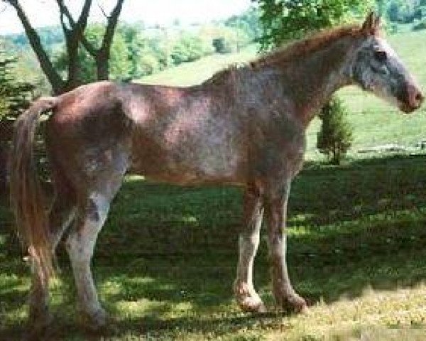 stallion Prince Charming T (American Bashkir Curly Horses, 1977, from Walker's Prince T)
