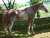 stallion Prince Charming T (American Bashkir Curly Horses, 1977, from Walker's Prince T)