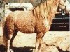 stallion Walker's Prince T (American Bashkir Curly Horses, 1967, from Walker's Merry Lad)