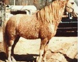 stallion Walker's Prince T (American Bashkir Curly Horses, 1967, from Walker's Merry Lad)