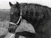 broodmare Lady T (American Bashkir Curly Horses, 1977, from Walker's Prince T)