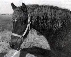 Zuchtstute Lady T (American Bashkir Curly Horses, 1977, von Walker's Prince T)