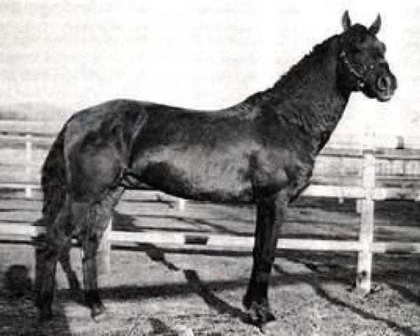 stallion War Lord's Thunder (American Bashkir Curly Horses, 1975)