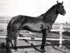 Deckhengst War Lord's Thunder (American Bashkir Curly Horses, 1975)