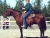 Deckhengst Shenondoah Cherokee (American Bashkir Curly Horses, 1986, von War Lord's Thunder)