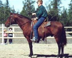 stallion Shenondoah Cherokee (American Bashkir Curly Horses, 1986, from War Lord's Thunder)