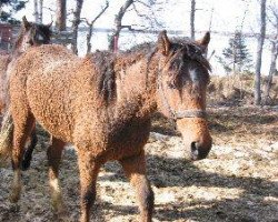 Pferd Lockens Mangas (American Bashkir Curly Horses, 2002, von TEOC Stormy Charmer)