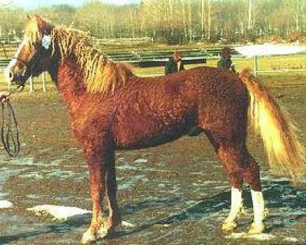 Deckhengst TEOC Stormy Charmer (American Bashkir Curly Horses, 1991, von The Charmer A u. M)