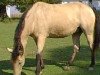 broodmare Sunshine Xianne (American Bashkir Curly Horses, 1985, from Xanadu D)