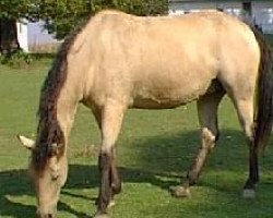 Zuchtstute Sunshine Xianne (American Bashkir Curly Horses, 1985, von Xanadu D)