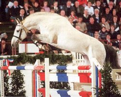 stallion Cassini II (Holsteiner, 1994, from Capitol I)