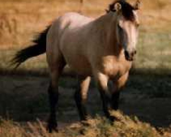 stallion Xanadu D (American Bashkir Curly Horses, 1976)