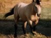 stallion Xanadu D (American Bashkir Curly Horses, 1976)