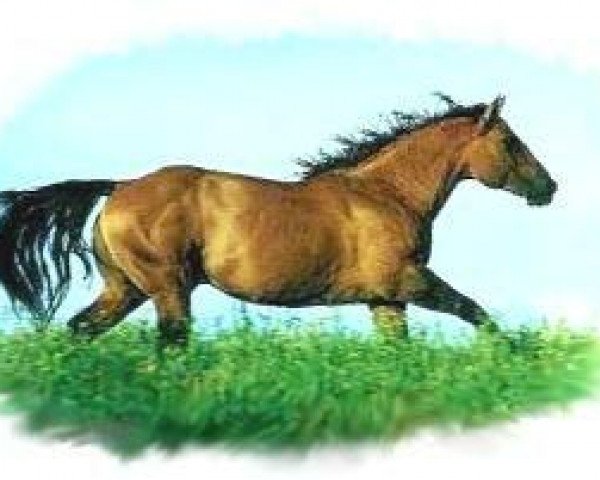 stallion Seeker's Warrior (American Bashkir Curly Horses, 1989, from Chases Sage Seeker)