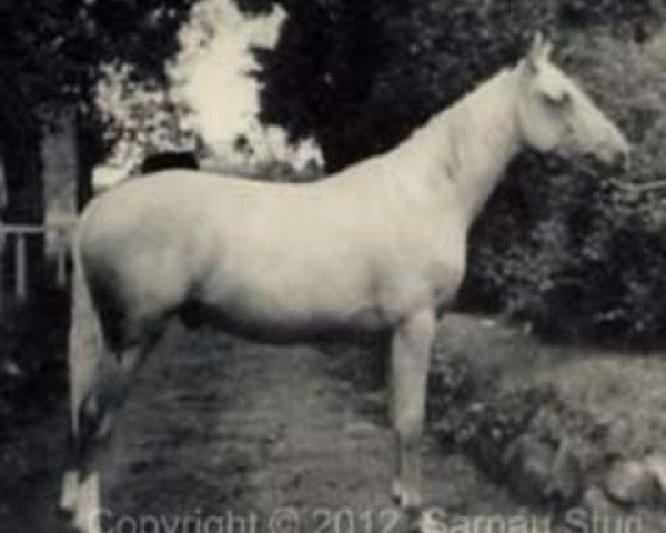 Deckhengst Sarnau Irish Gold (Connemara-Pony, 1951, von Irish Dance xx)