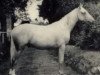 Deckhengst Sarnau Irish Gold (Connemara-Pony, 1951, von Irish Dance xx)