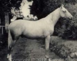 stallion Sarnau Irish Gold (Connemara Pony, 1951, from Irish Dance xx)