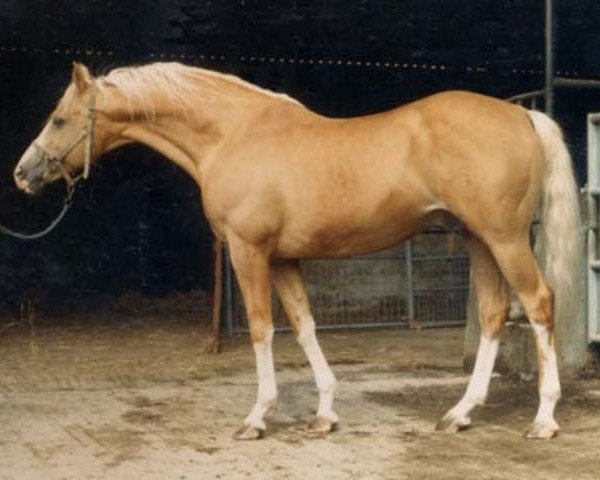 stallion Sarnau Golden Cloud (British Riding Pony, 1966, from Sarnau Golden Star)