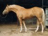 stallion Sarnau Golden Cloud (British Riding Pony, 1966, from Sarnau Golden Star)