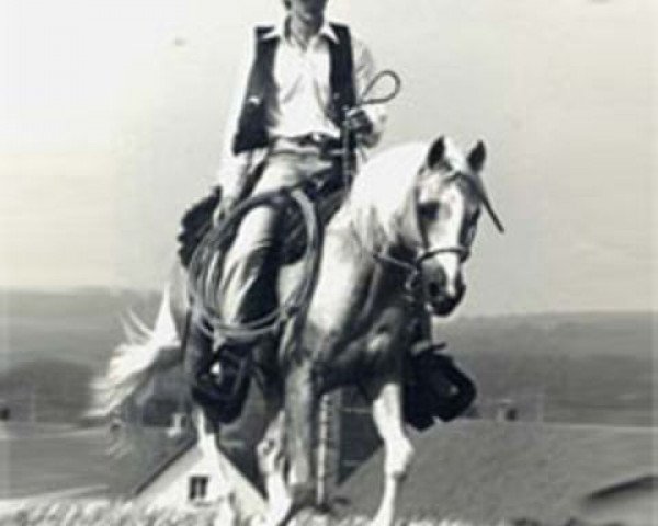 stallion Sarnau Golden Glint (British Riding Pony, 1976, from Sarnau Golden Cloud)