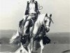 Deckhengst Sarnau Golden Glint (British Riding Pony, 1976, von Sarnau Golden Cloud)