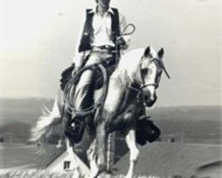 stallion Sarnau Golden Glint (British Riding Pony, 1976, from Sarnau Golden Cloud)