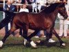 stallion Aberaeron Ceredig (Welsh-Cob (Sek. D), 1975, from Ceredigion Tywysog)