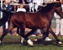 Deckhengst Aberaeron Ceredig (Welsh-Cob (Sek. D), 1975, von Ceredigion Tywysog)