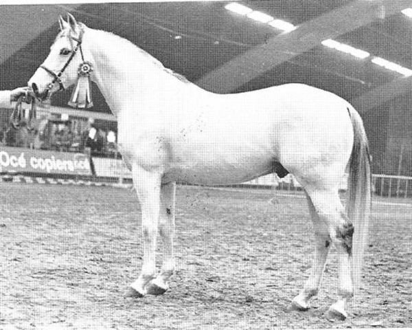 stallion Nadeem ox (Arabian thoroughbred, 1966, from Naplyv 1958 ox)