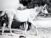 broodmare Shahbaa RAS (Arabian thoroughbred, 1951, from Hamdan 1936 RAS)