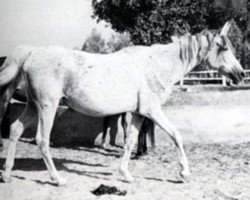 broodmare Shahbaa RAS (Arabian thoroughbred, 1951, from Hamdan 1936 RAS)