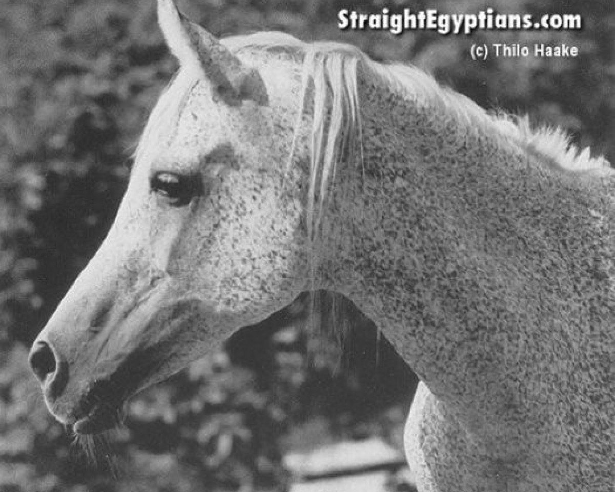 broodmare Bint Shahbaa EAO (Arabian purebred, 1959, from Gassir 1941 RAS)