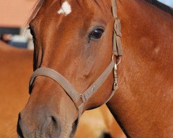 broodmare Landbrise (Hanoverian, 1999, from Landfuerst)