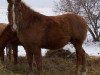 horse Mead's Aishihik Sorrel (American Bashkir Curly Horses, 1997, from The Yellow Hornet)