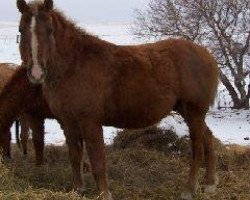 horse Mead's Aishihik Sorrel (American Bashkir Curly Horses, 1997, from The Yellow Hornet)