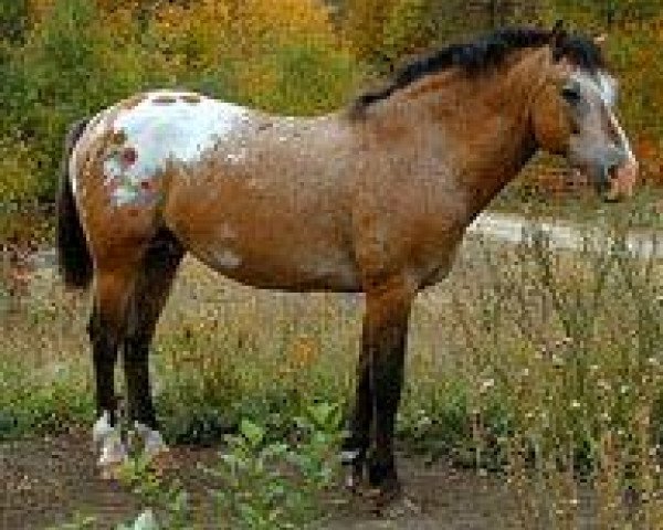 stallion The Yellow Hornet (American Bashkir Curly Horses, 1989, from Yellow Jacket)