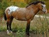 stallion The Yellow Hornet (American Bashkir Curly Horses, 1989, from Yellow Jacket)