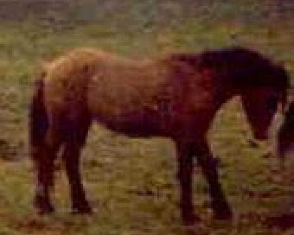 stallion Yellow Jacket (American Bashkir Curly Horses, 1982, from Holbrook Horse)