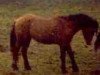 Deckhengst Yellow Jacket (American Bashkir Curly Horses, 1982, von Holbrook Horse)