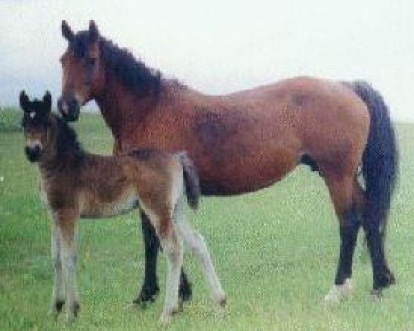 broodmare Zigahtcee D (American Bashkir Curly Horses,  , from Ruby Red King)