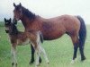 Zuchtstute Zigahtcee D (American Bashkir Curly Horses,  , von Ruby Red King)