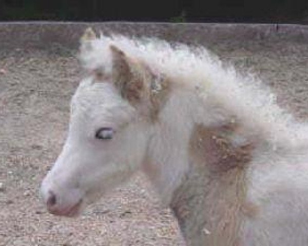 stallion Hilltop Buckaroo (American Bashkir Curly Horses, 1989, from Vance's Masterpiece)