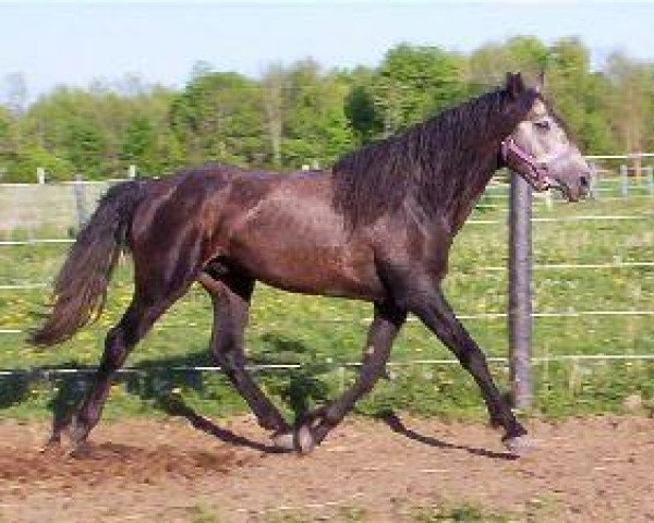 stallion Oakesmuir Spartan (American Bashkir Curly Horses,  , from Hilltop Buckaroo)