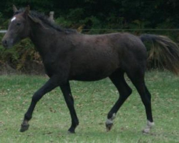 horse CHG Sparta Gentleman (American Bashkir Curly Horses, 2008, from Oakesmuir Spartan)